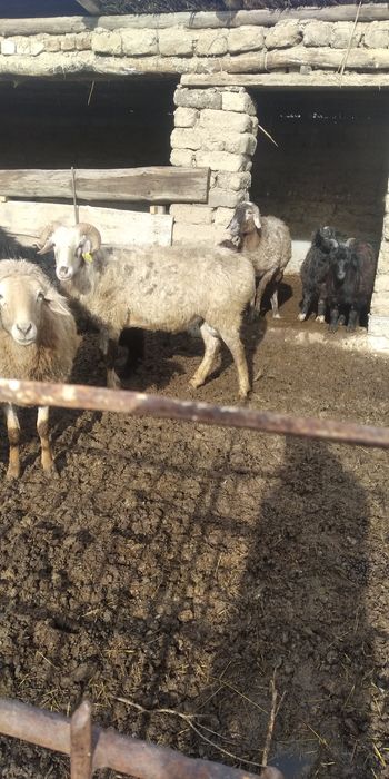 Қошқар сатам екі бас 100000мын 70000 мын келісім бар