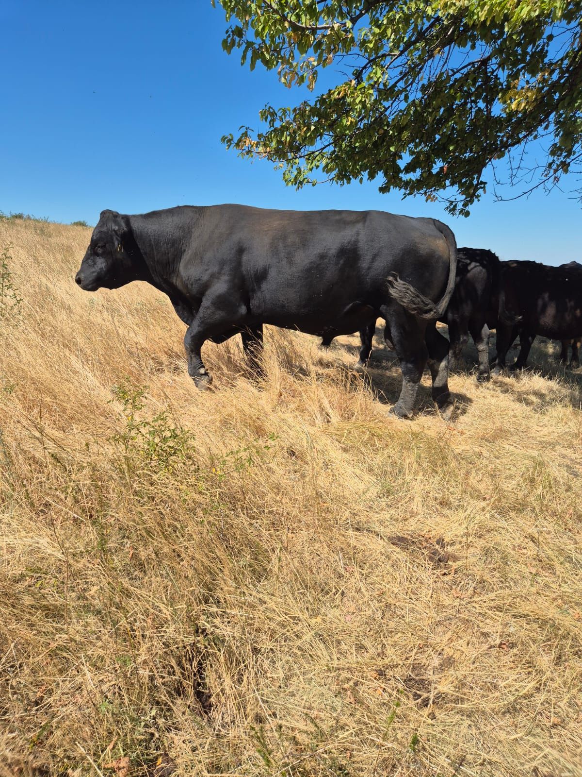 Vând taur aberdeen angus