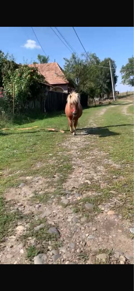 Ponei armasar talie mică