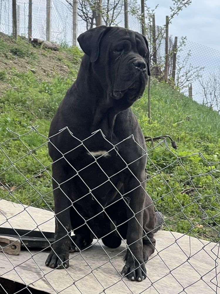 cane corso mascul 2 ani