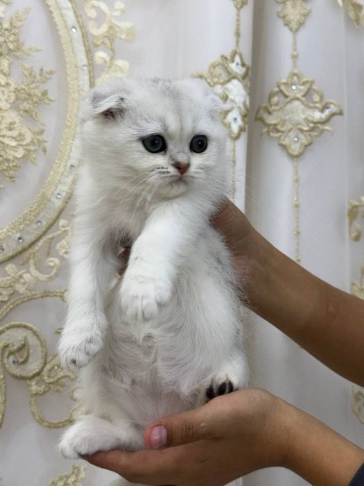 Mushukchalar sotiladi