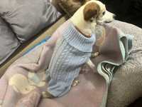 Син плетен пуловер за куче
