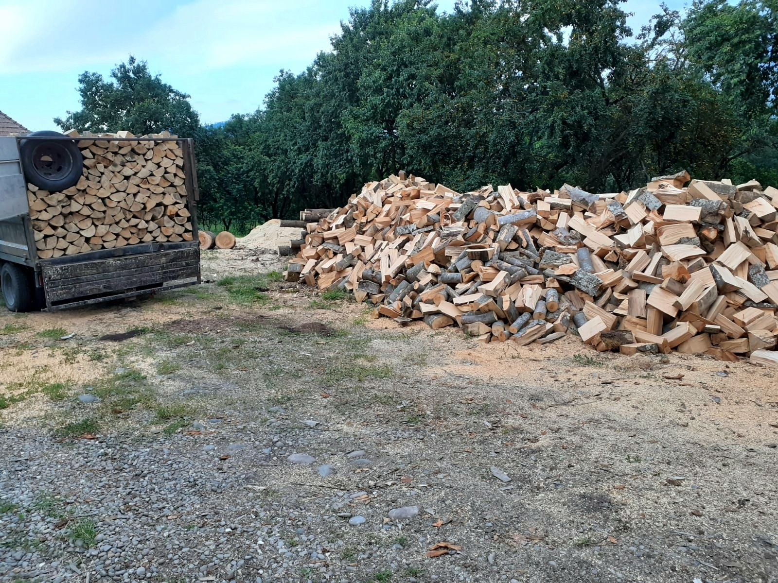 Lemn de foc esență tare fag