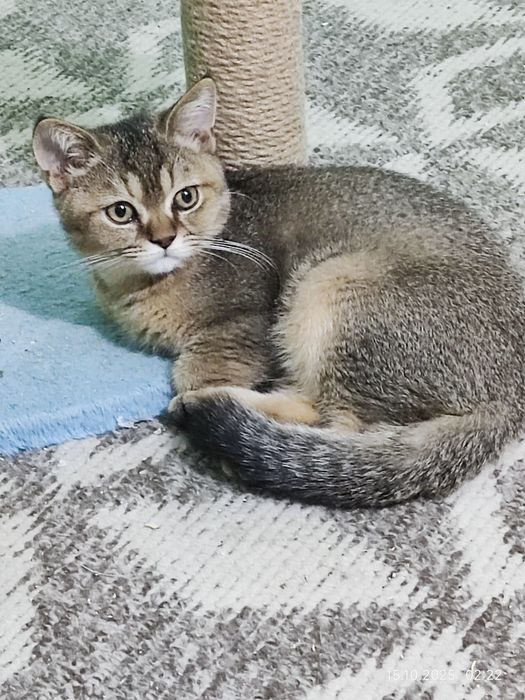 Котята скоттиш страйт