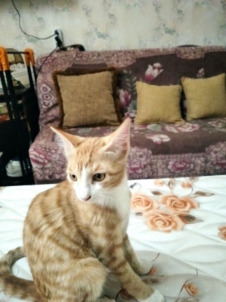 Котята бесплатно