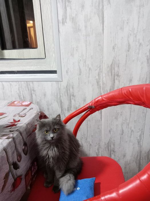 Продаётся кошка серая породистая умная