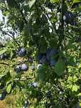 prune pentru tuica sau gem