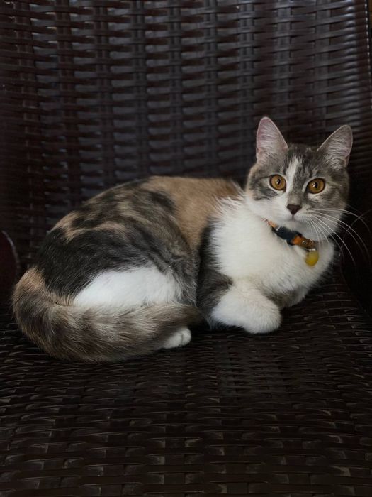 Hadiya. Отдам в добрые руки