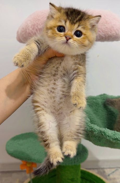 Мушук зотли котята