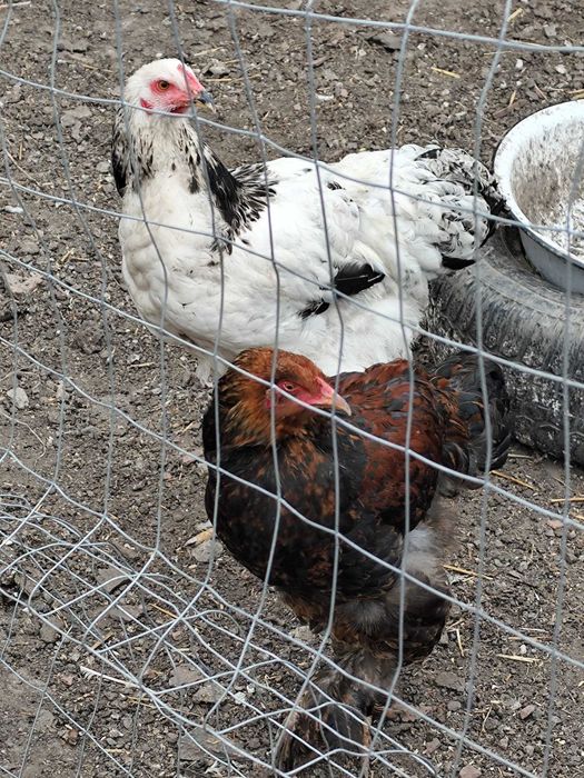 Vând păsări Brahma în Arad