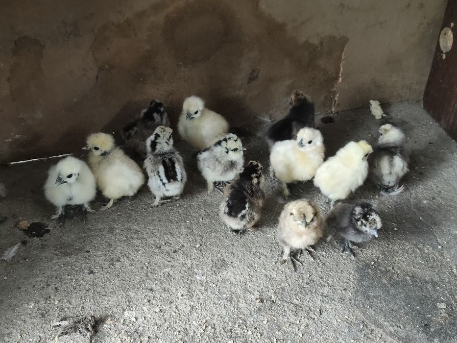 Pui mătase japoneză