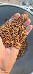Vanzare viermi de faina, mealworms