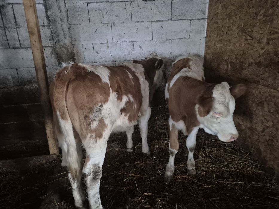 Vând vițele bălțate românești