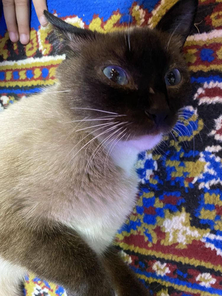 Сиамская кошка 9ойлик