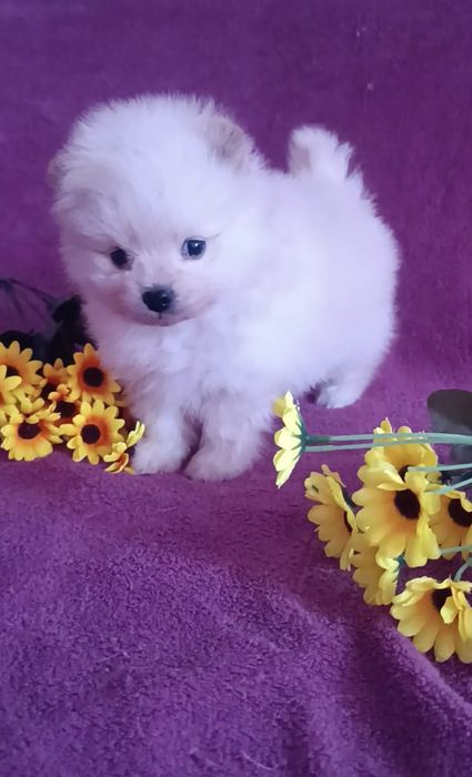 Шикарная белая девочка шпиц.