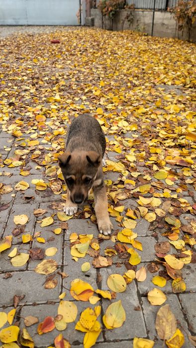 Отдадим щенка, красивая девочка.
