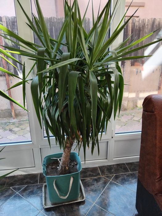 Palmier ornamental iuca