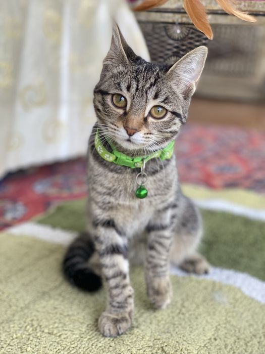 Отдам котенка в добрые руки! Hadiya