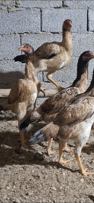 Дакан макиенлар 7-та