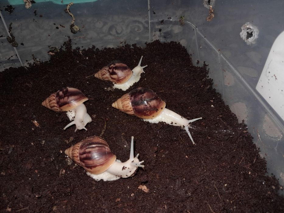 Ulitka axatina fulika