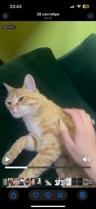 Кошка в добрые руки