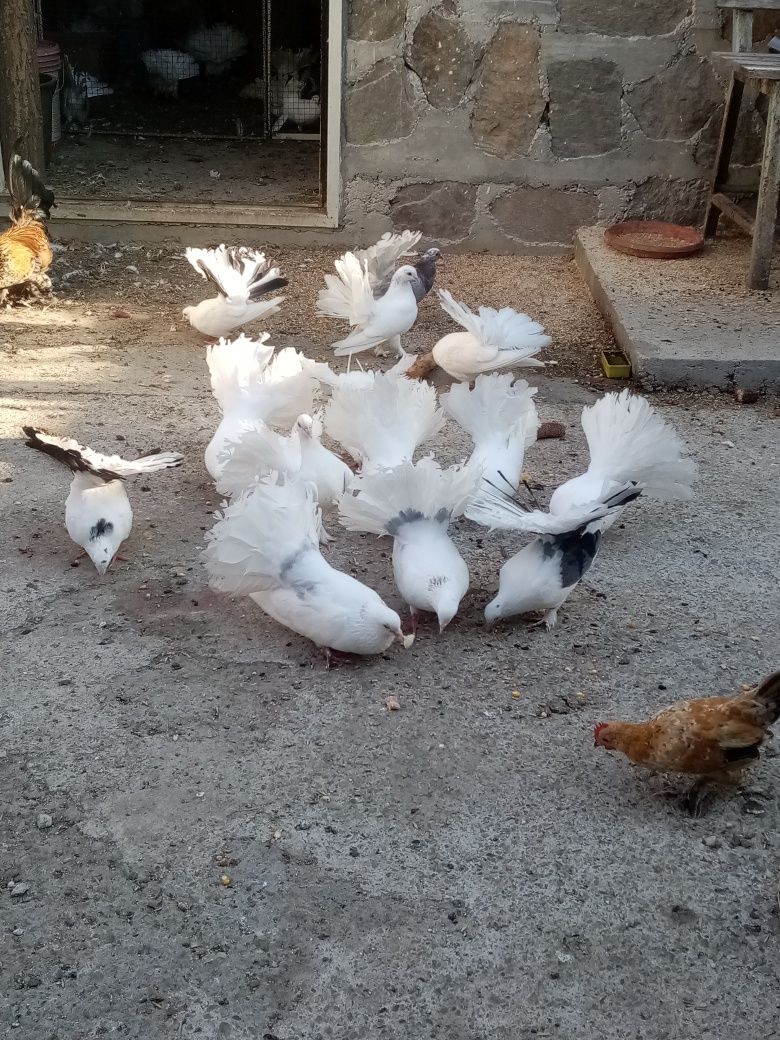 Porumbei rotați albi și patati