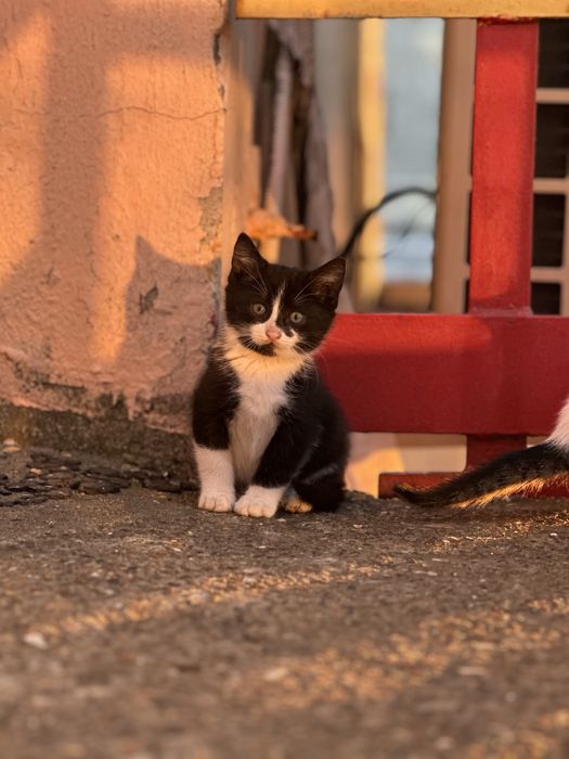 pisoi pentru adoptie