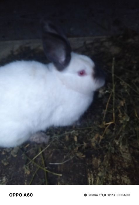 Vând iepuroaică uriaș de Transilvania