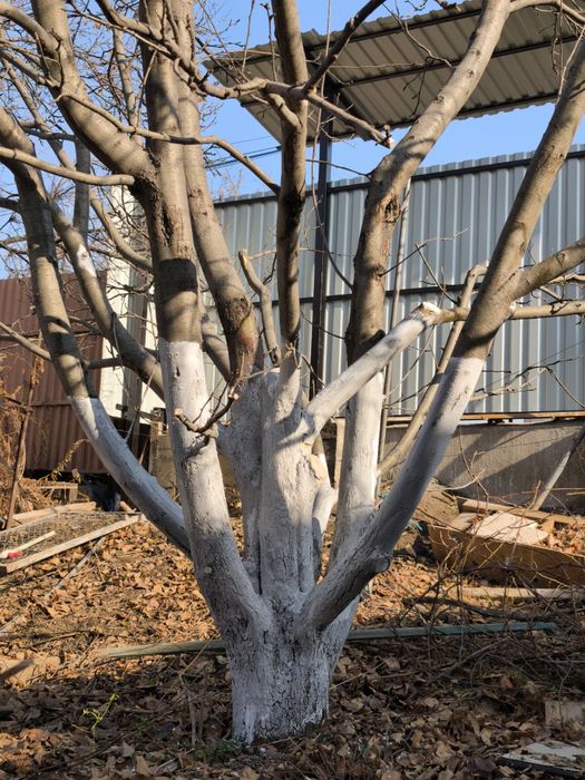 Работы по саду. Обрезка и обработка деревьев и кустов.