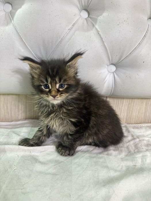 Мейн кун полидакты