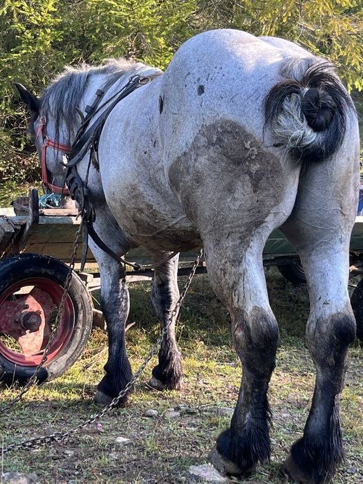 De vanzare harmasar de 4 ani garantat de ham