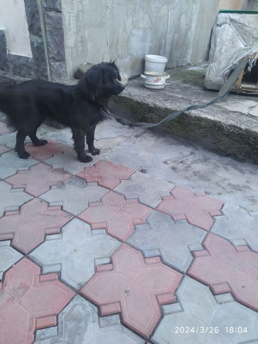 Отдам собаку с будкой