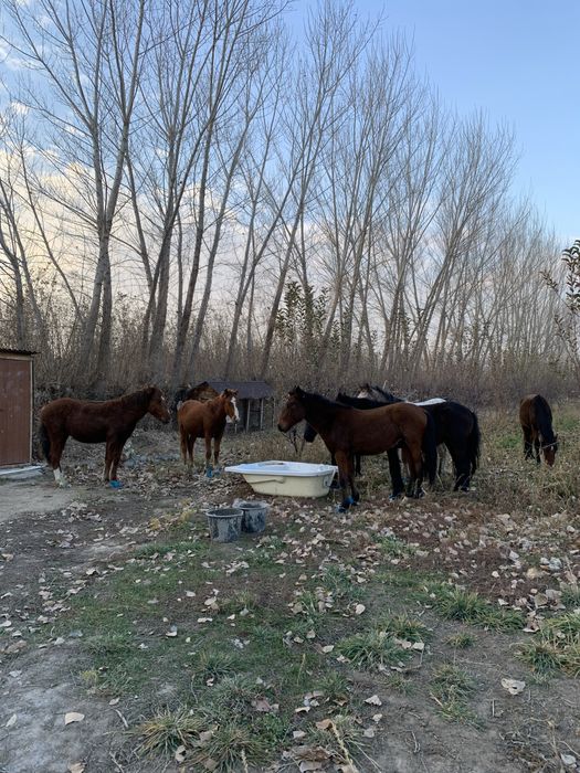 Құнандар сатылады