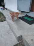 Donez un pui de pisica