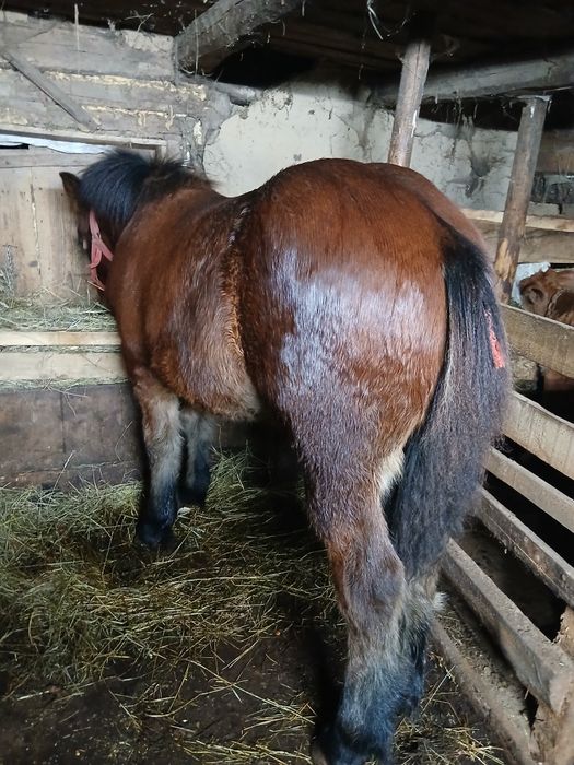 Schimb cu vaca cu vitel