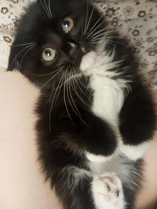 Отдам котенка в добрые руки