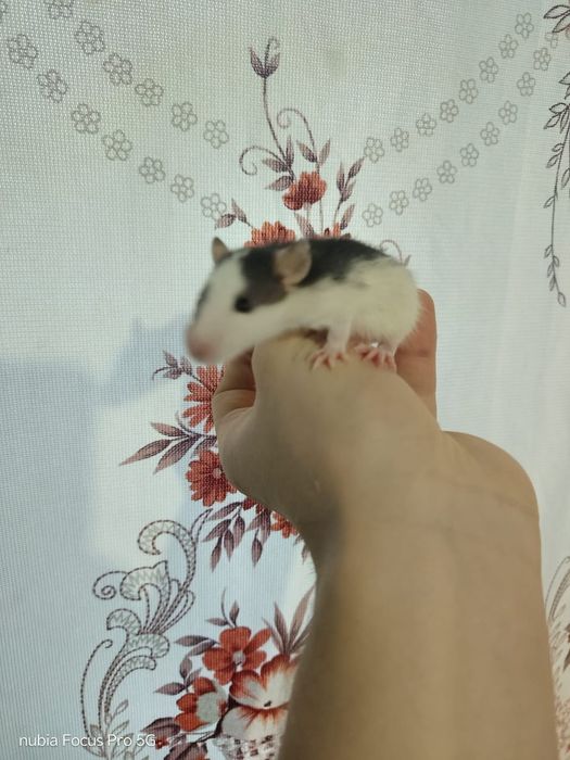 Маленькие крысята.