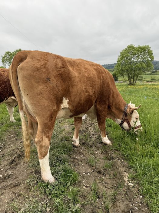 Vaca la prima fatare