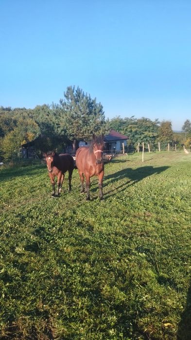 Vând mânz de 1 an si 5 luni