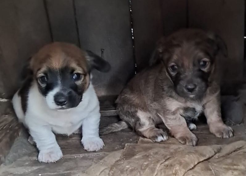 Donez caini talie medie