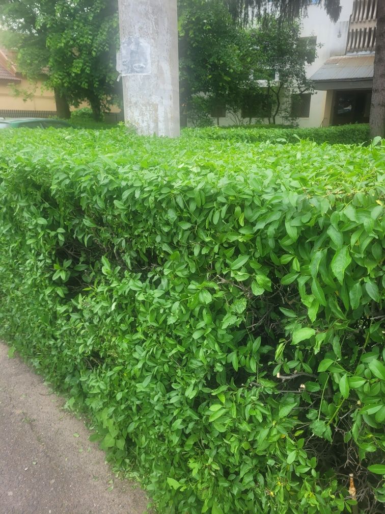 Gard viu Lemn cainesc ( ligustrum vulgare )