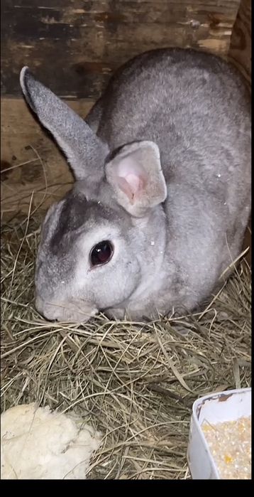 Animale de comaoiendhdhdhshshshshshhdshhsbshsshshehshsshbdbddhdhdbdbdb