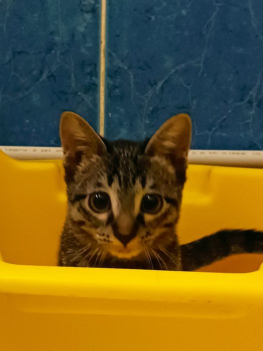 Ищу теплый дом для очаровательного котика девочки