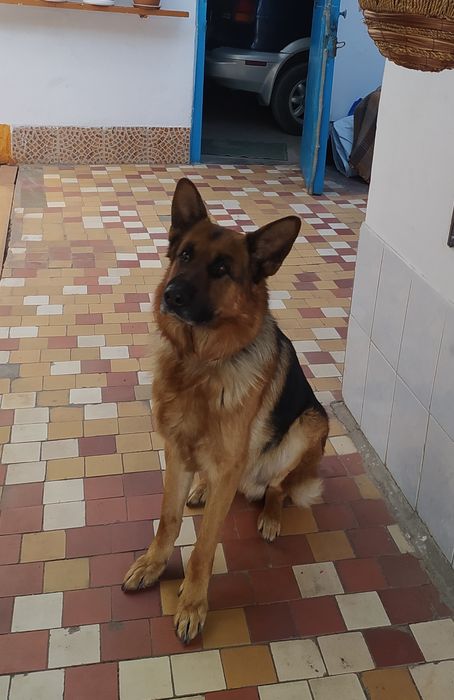 Немецкая овчарка вязка(ищем суку)