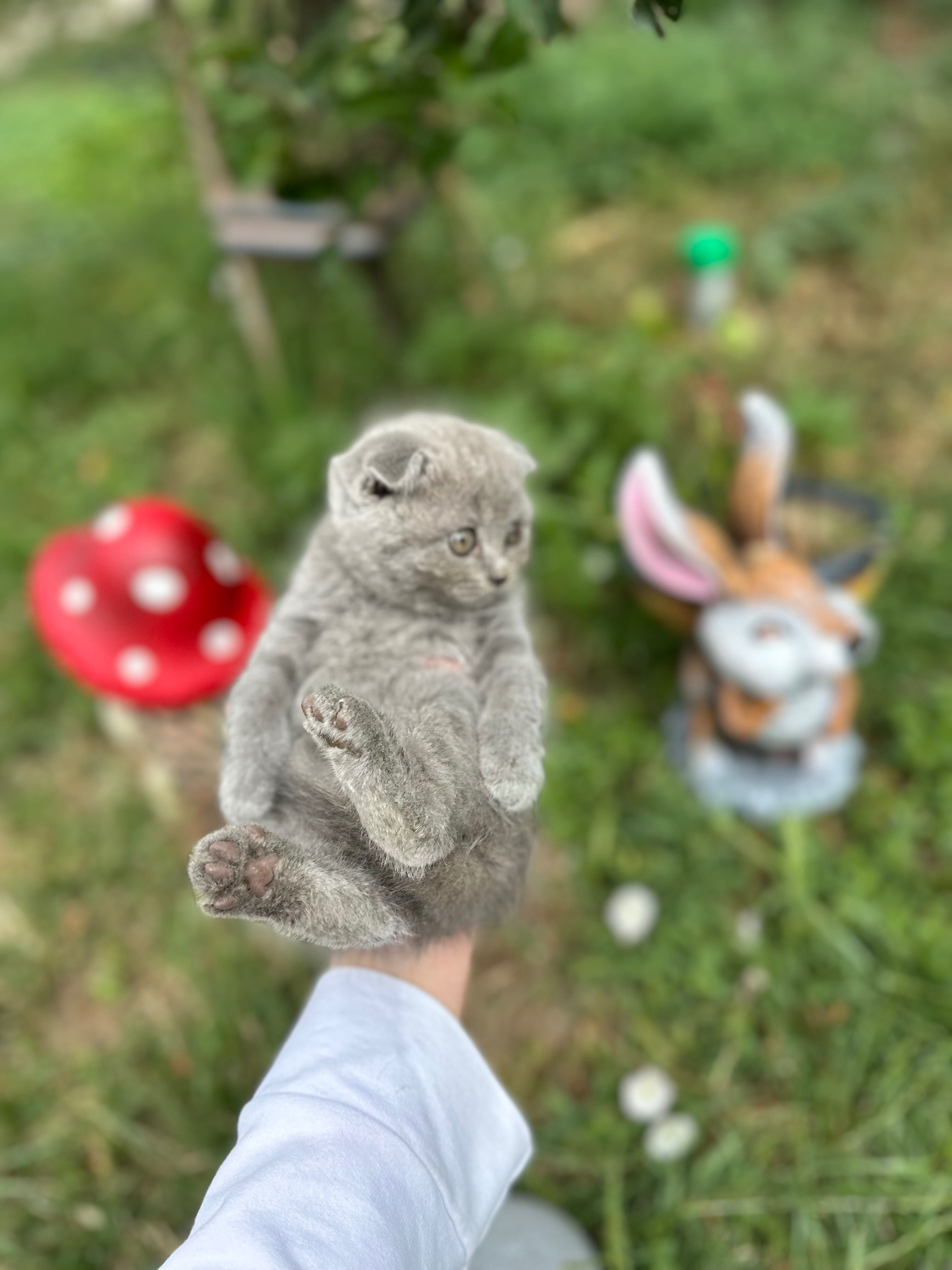 Шотландска клепоуха
