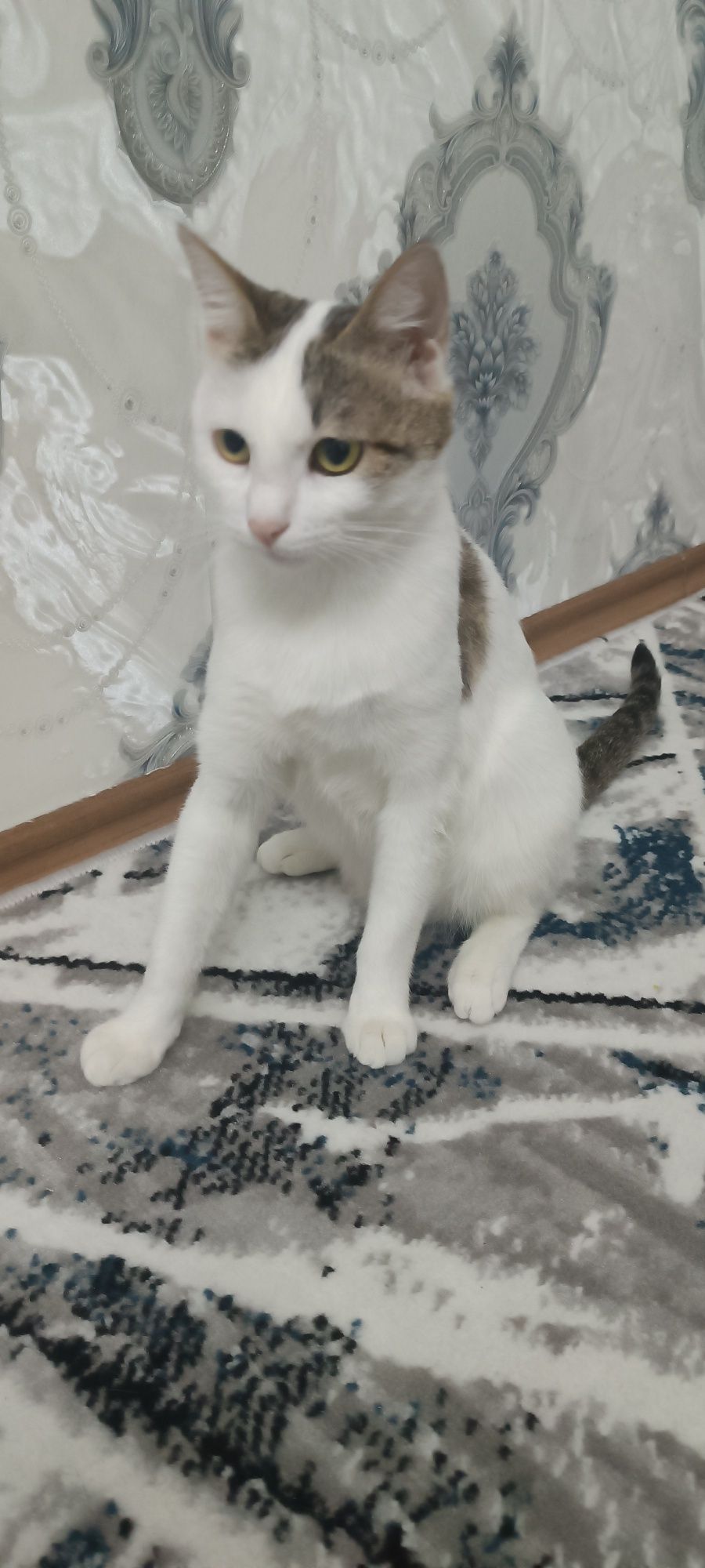 Mushuk hadyaga beriladi