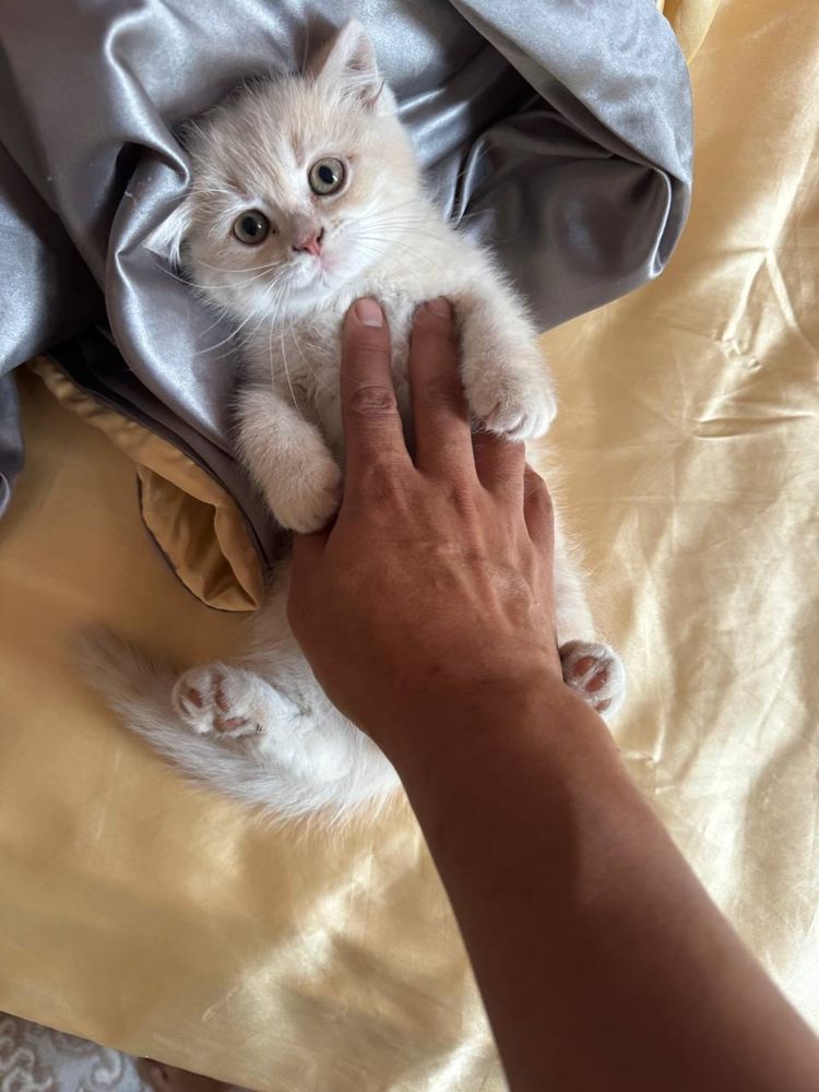 Шотландские котята продаются