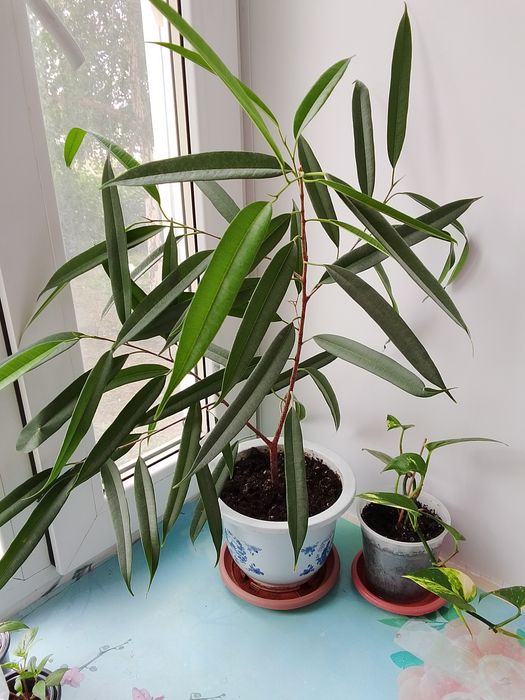 Продаю фикус "Али"