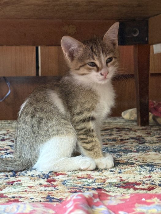 Домяшний котик, мальчик