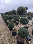 Plante ornamentale calitate superioara